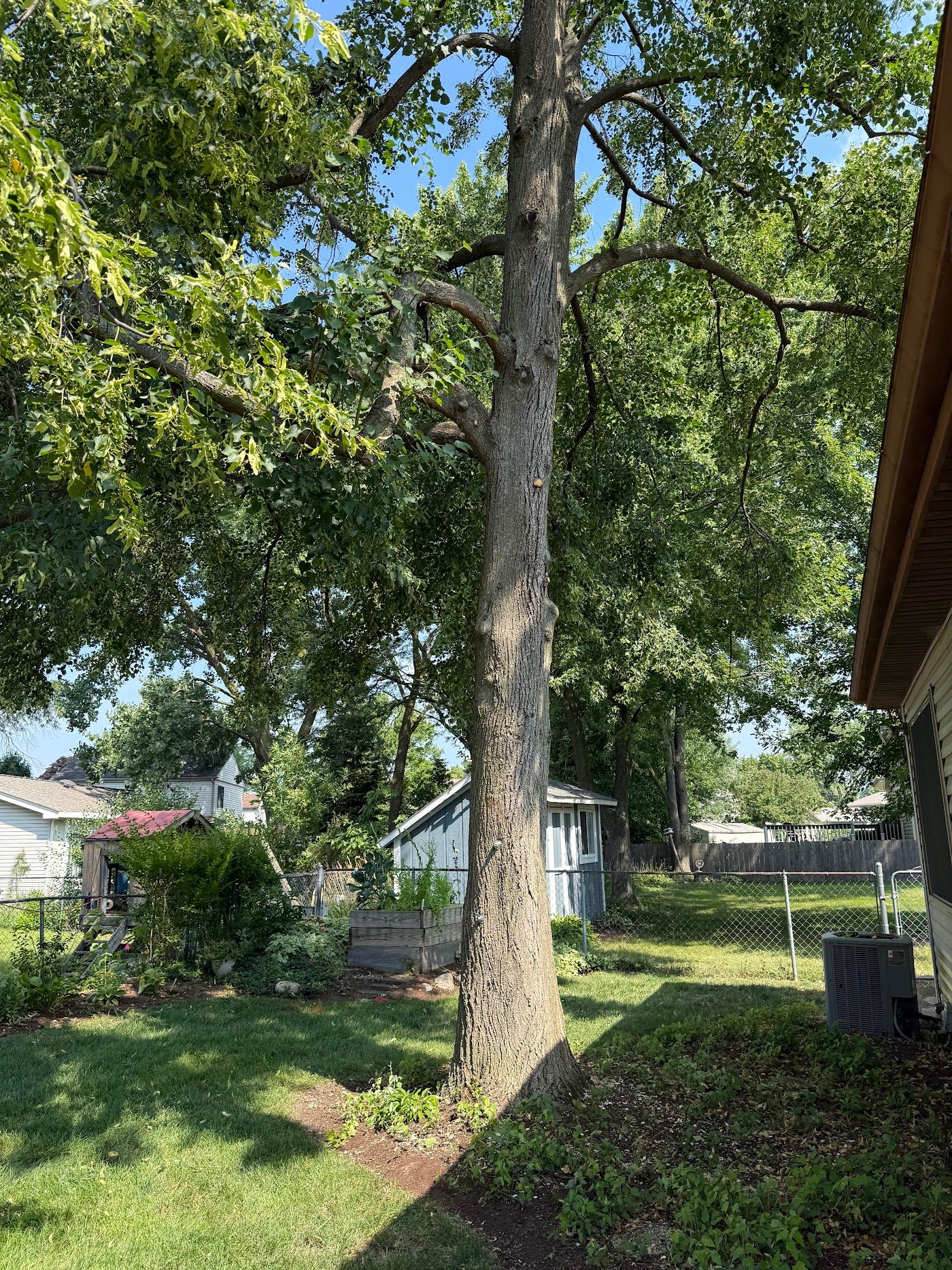 Tree trimmed and cleared from a house