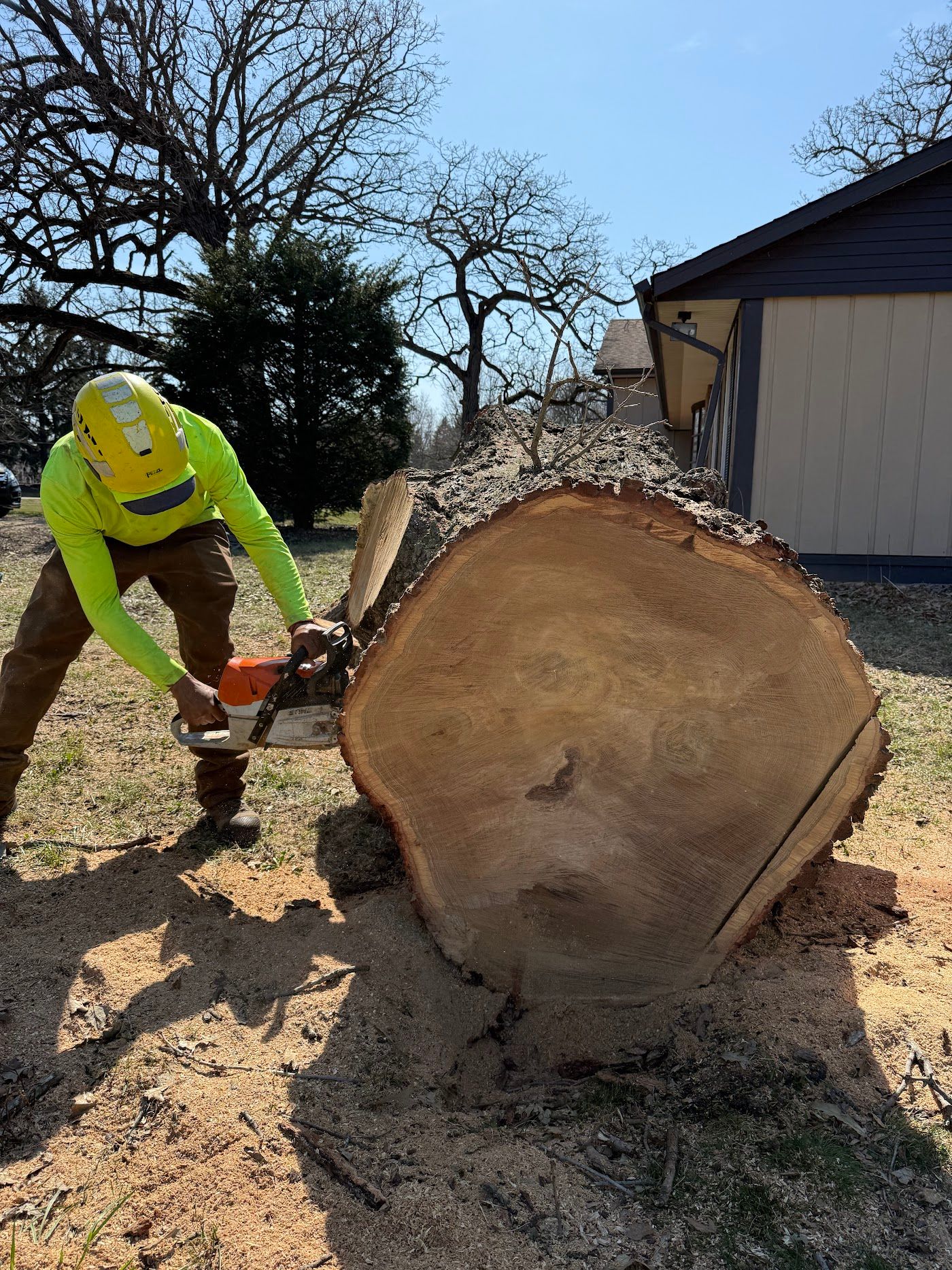 Bansai crew member cutting a large log during a tree removal