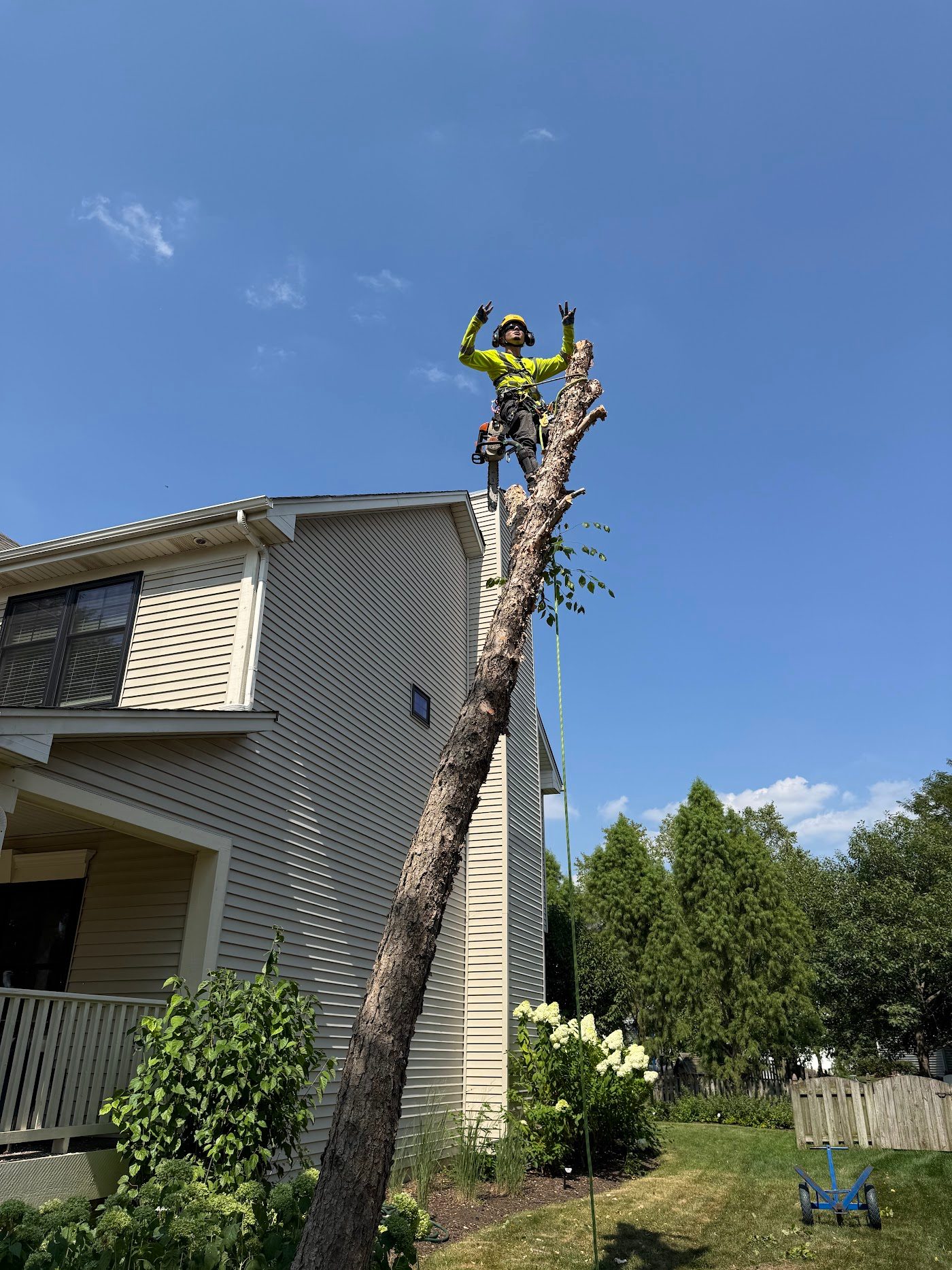 Bansai climber taking down a tree next to a house